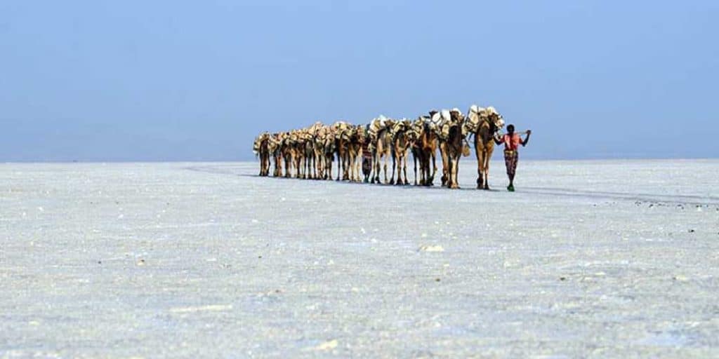 Afar Adventure Tour, camels walking on salt ground