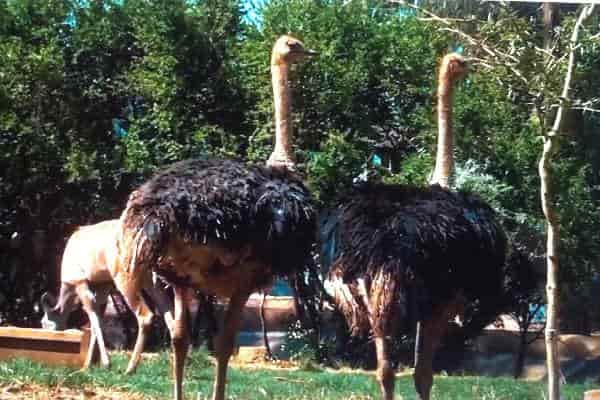 Transit Tour, friendship park Zoo, Ostrich